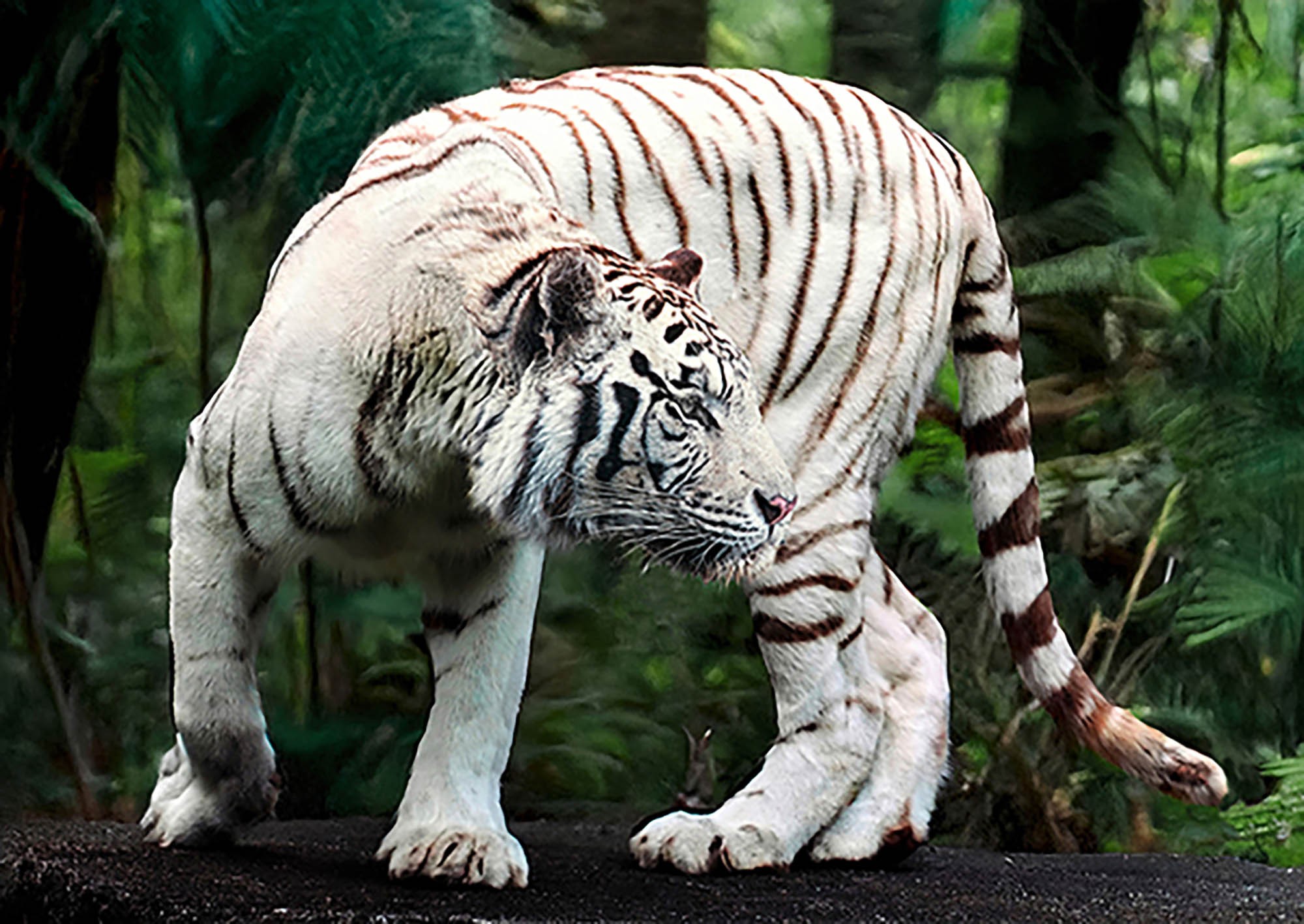 Tigre de Bengala blanco