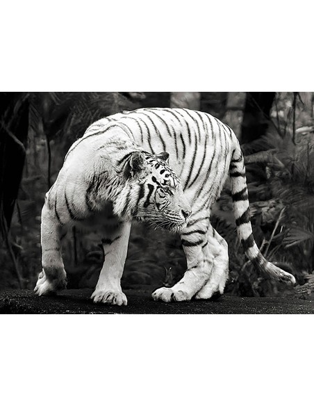 Tigre de Bengala blanco (blanco y negro)