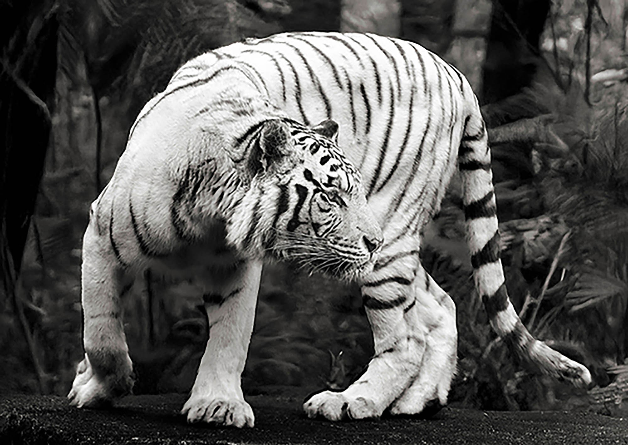 Tigre de Bengala blanco (blanco y negro)