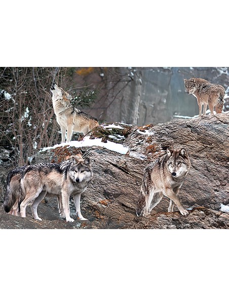 Manada de lobos, Alaska