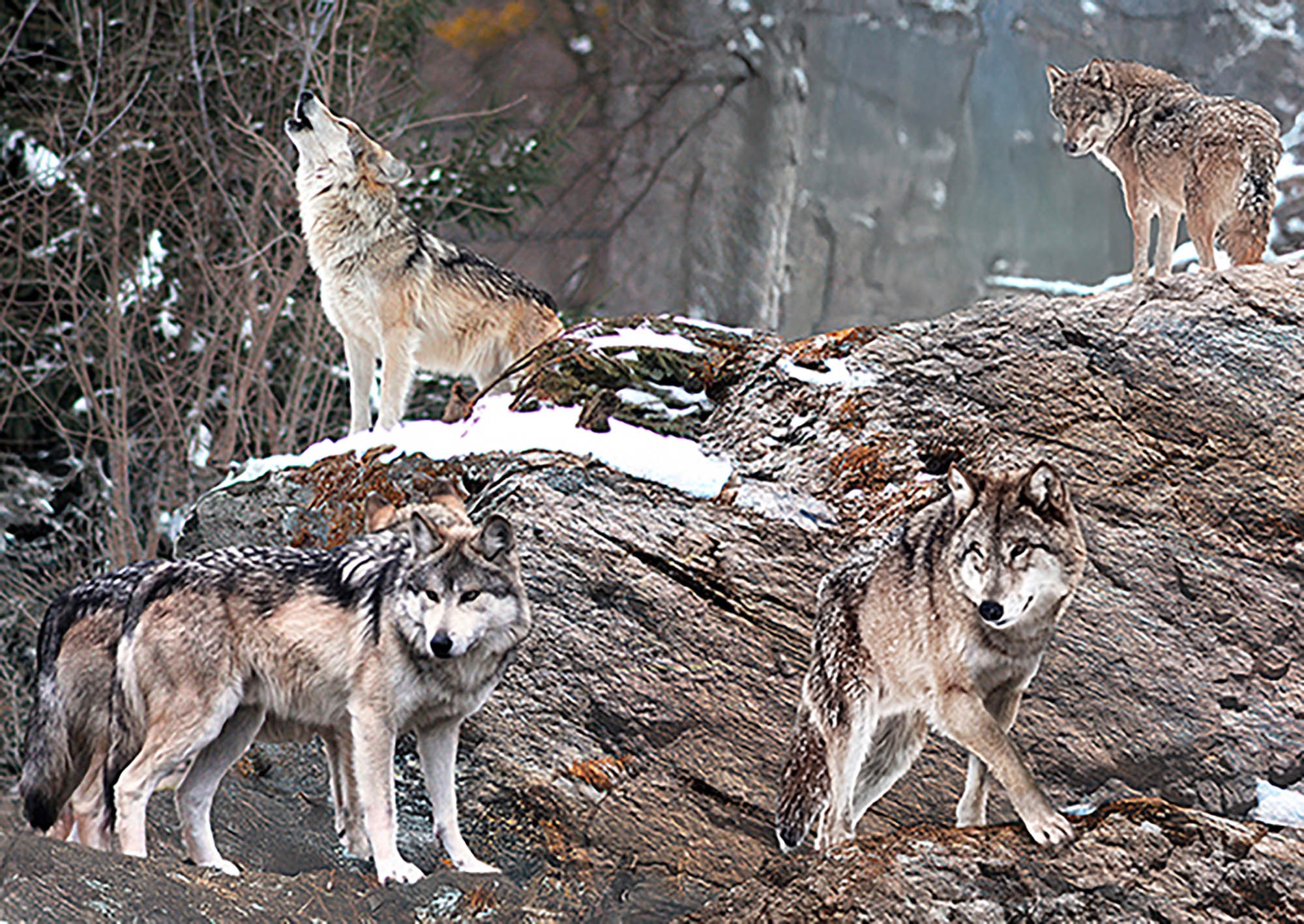 Manada de lobos, Alaska