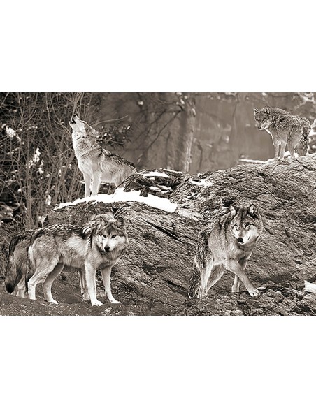 Manada de lobos, Alaska (blanco y negro)