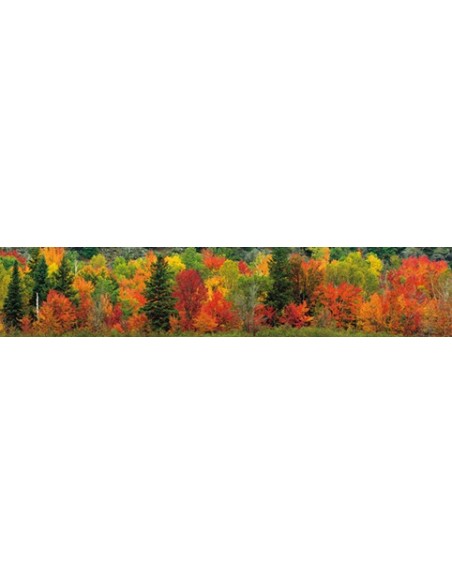 Autumn Colours in Hardwood Forest