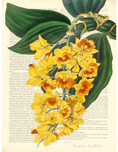 Botánica vintage III