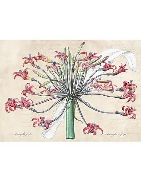 El lirio de Josefina, según Redouté