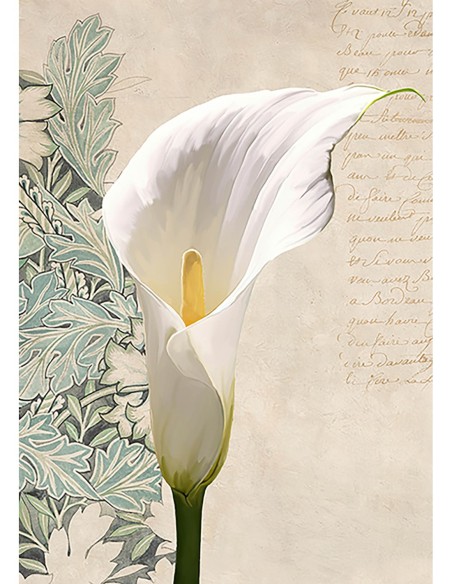 Calla II