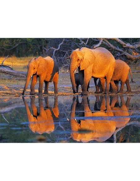 Elefantes africanos, Okavango, Botsuana