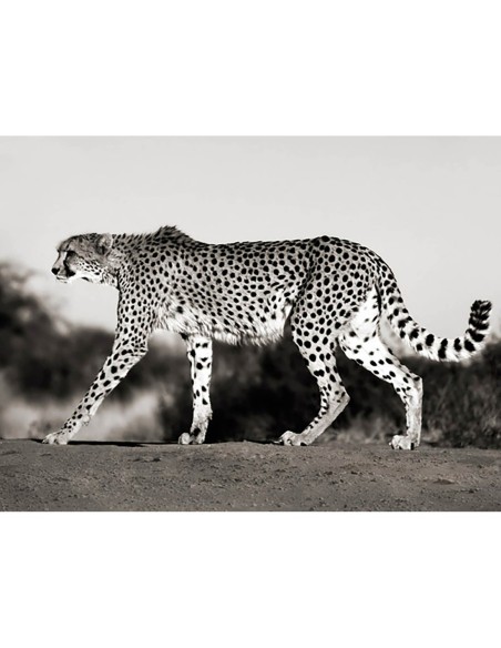 Guepardo, Namibia, África