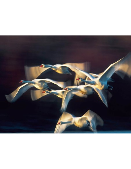 Cisne mudo, Múnich, Alemania