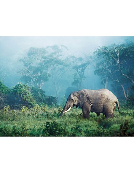 Elefante africano, cráter del Ngorongoro, Tanzania