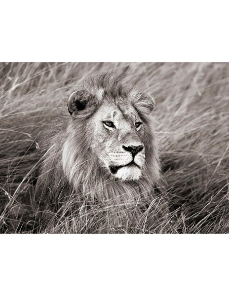 León africano, Masai Mara, Kenia