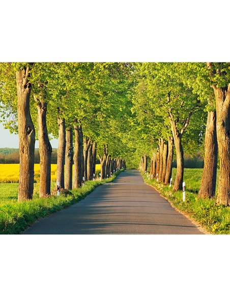 Callejón de los tilos, Distrito de los Lagos de Mecklemburgo, Alemania
