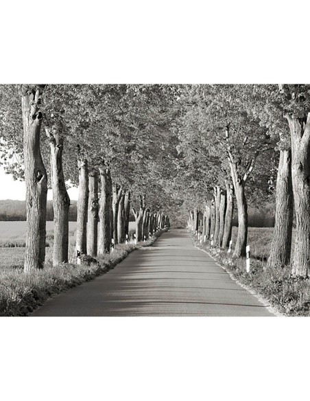 Callejón de los tilos, Distrito de los Lagos de Mecklemburgo, Alemania
