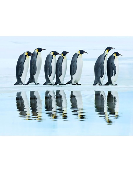 Grupo de pingüinos emperador, Antártida