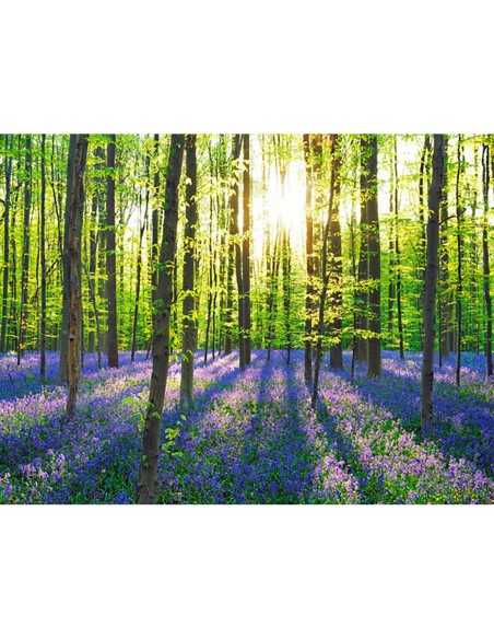 Bosque de hayas con campanillas azules, Bélgica