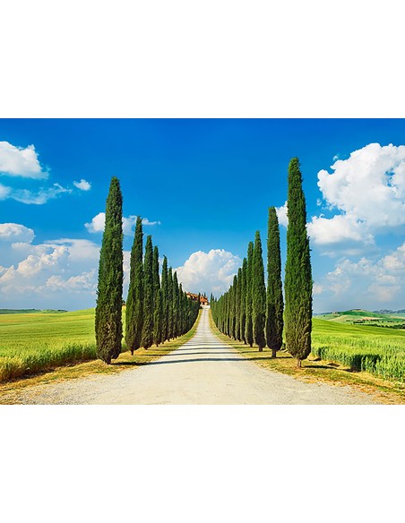 Callejón de cipreses, San Quirico d'Orcia, Toscana