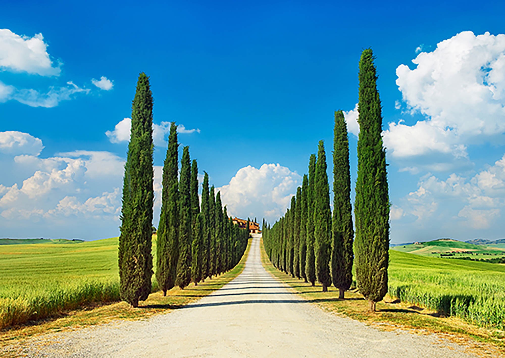 Callejón de cipreses, San Quirico d'Orcia, Toscana