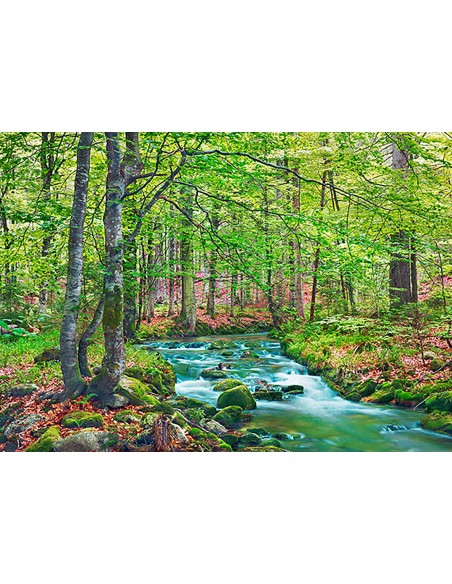 Arroyo forestal a través de un bosque de hayas, Baviera, Alemania