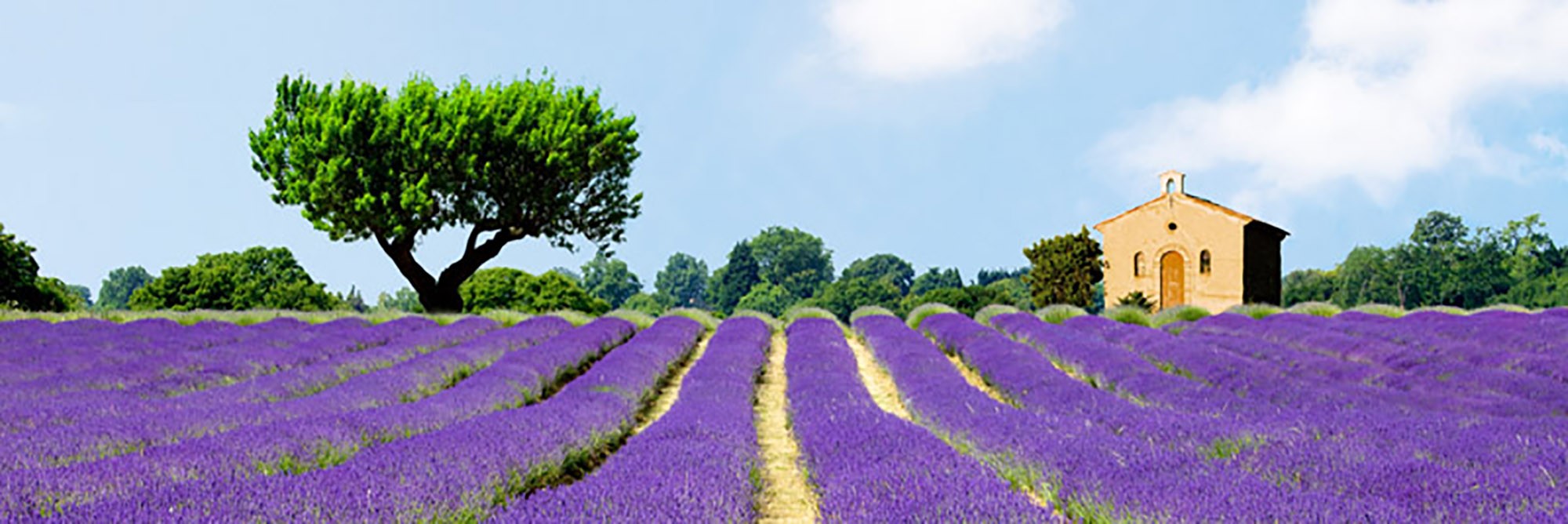 Campos de lavanda, Francia