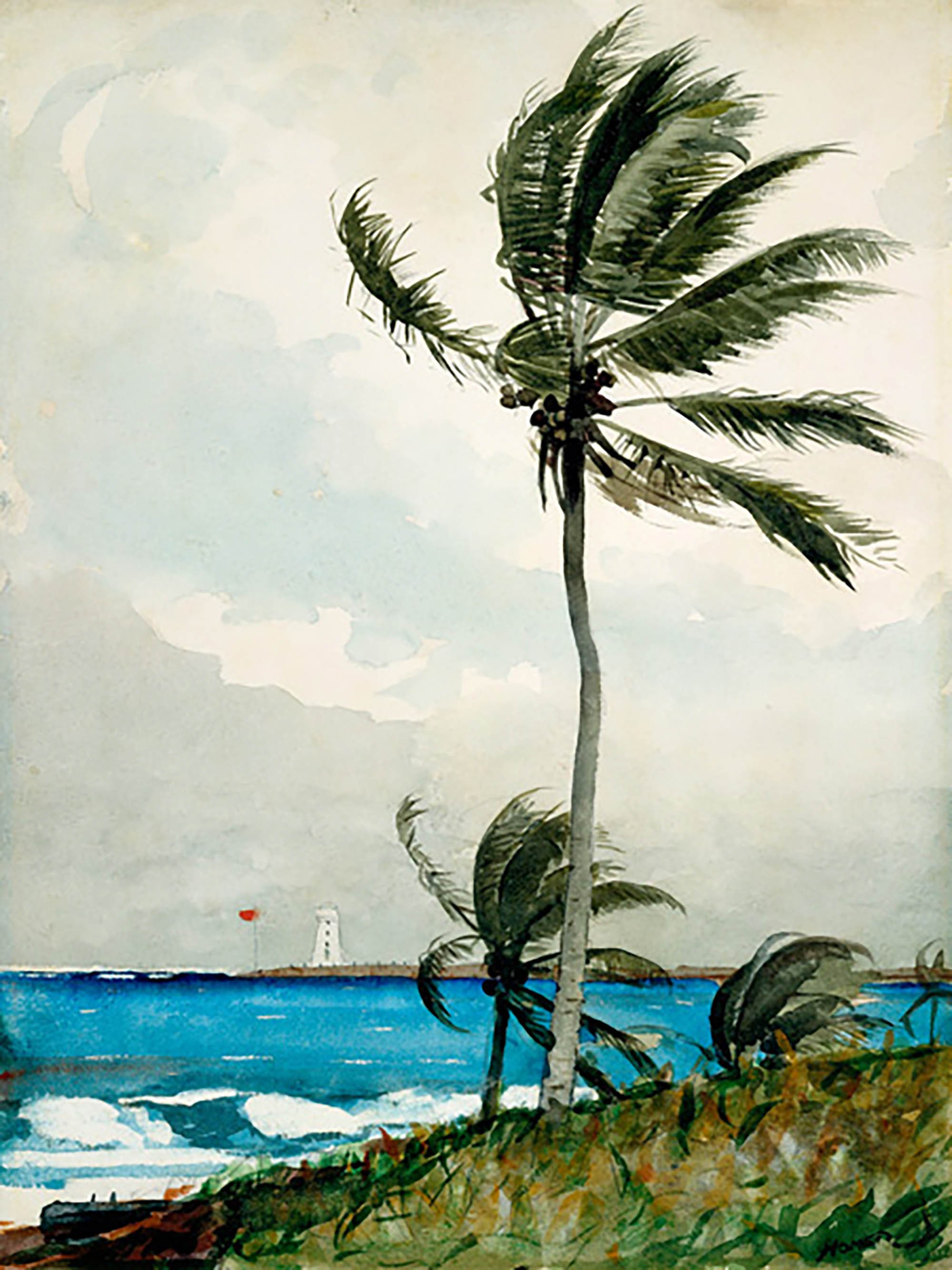 Palmera, Nassau