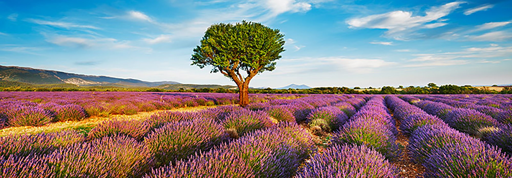 Campo de lavanda y almendros, Provenza, Francia