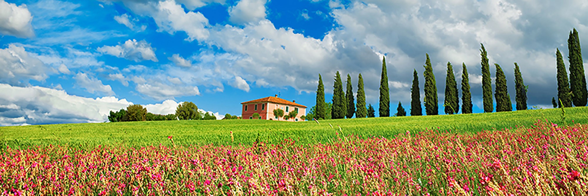 Paisaje con callejón de cipreses y esparcetas, San Quirico d'Orcia, Toscana