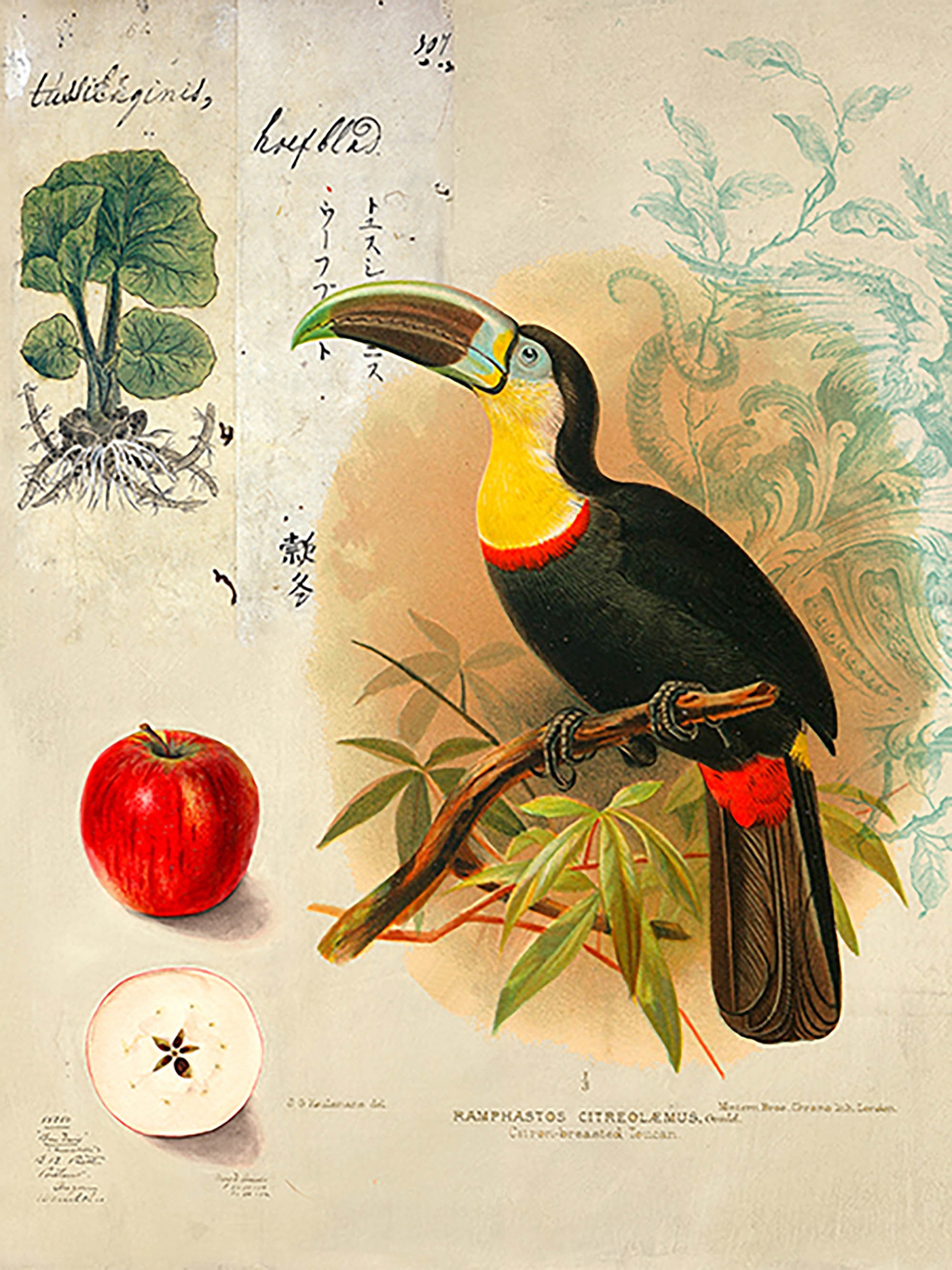 Gabinete de Curiosidades No. 4