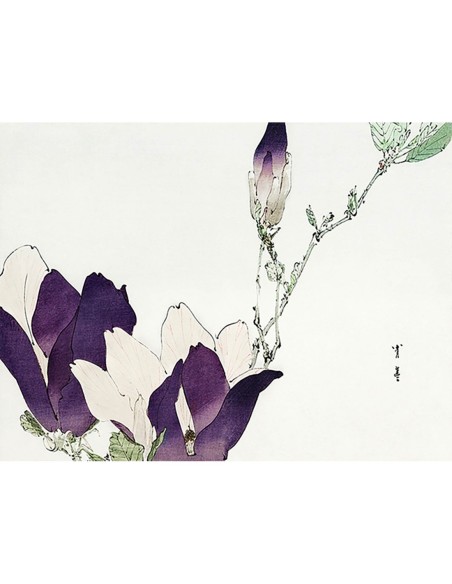 Magnolia púrpura, 1896