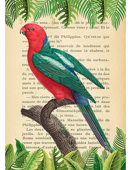 El loro rey australiano, según Levaillant