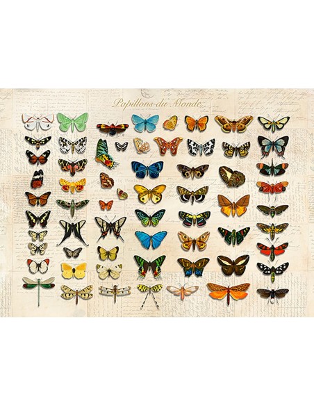 Papillons du Monde, después de D'Orbigny