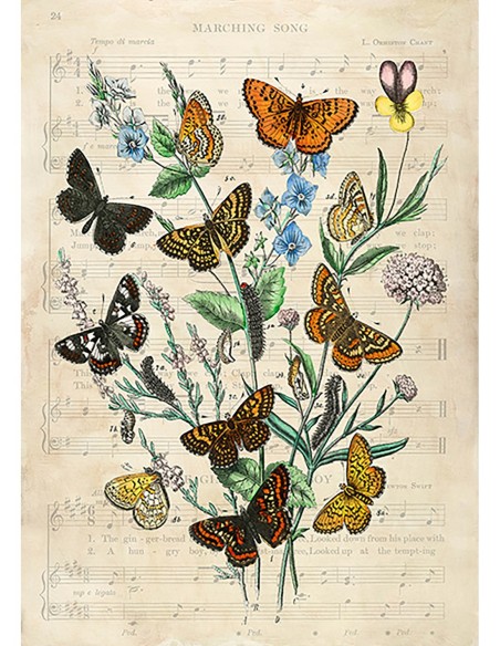 Mariposas europeas, según Kirby