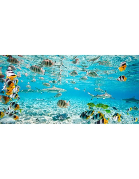 Peces y tiburones en la laguna de Bora Bora