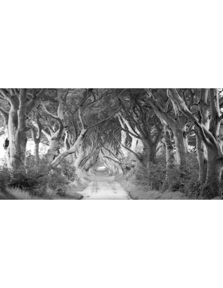 The Dark Hedges, Irlanda (BW)