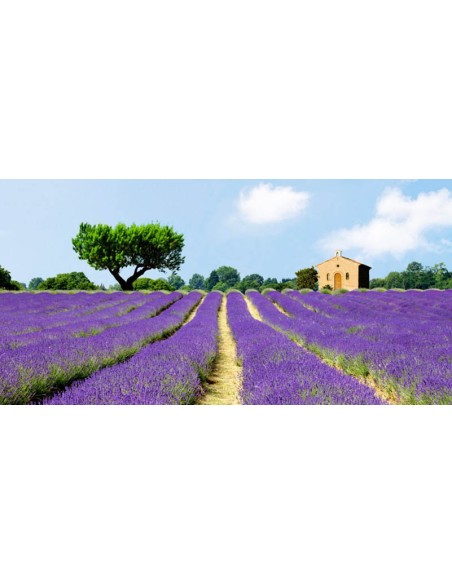Campos de lavanda, Francia