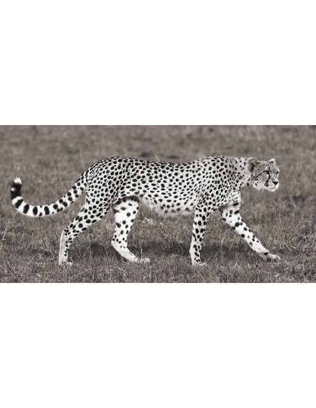 Caza de guepardos en Masai Mara