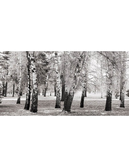 Abedules en un parque