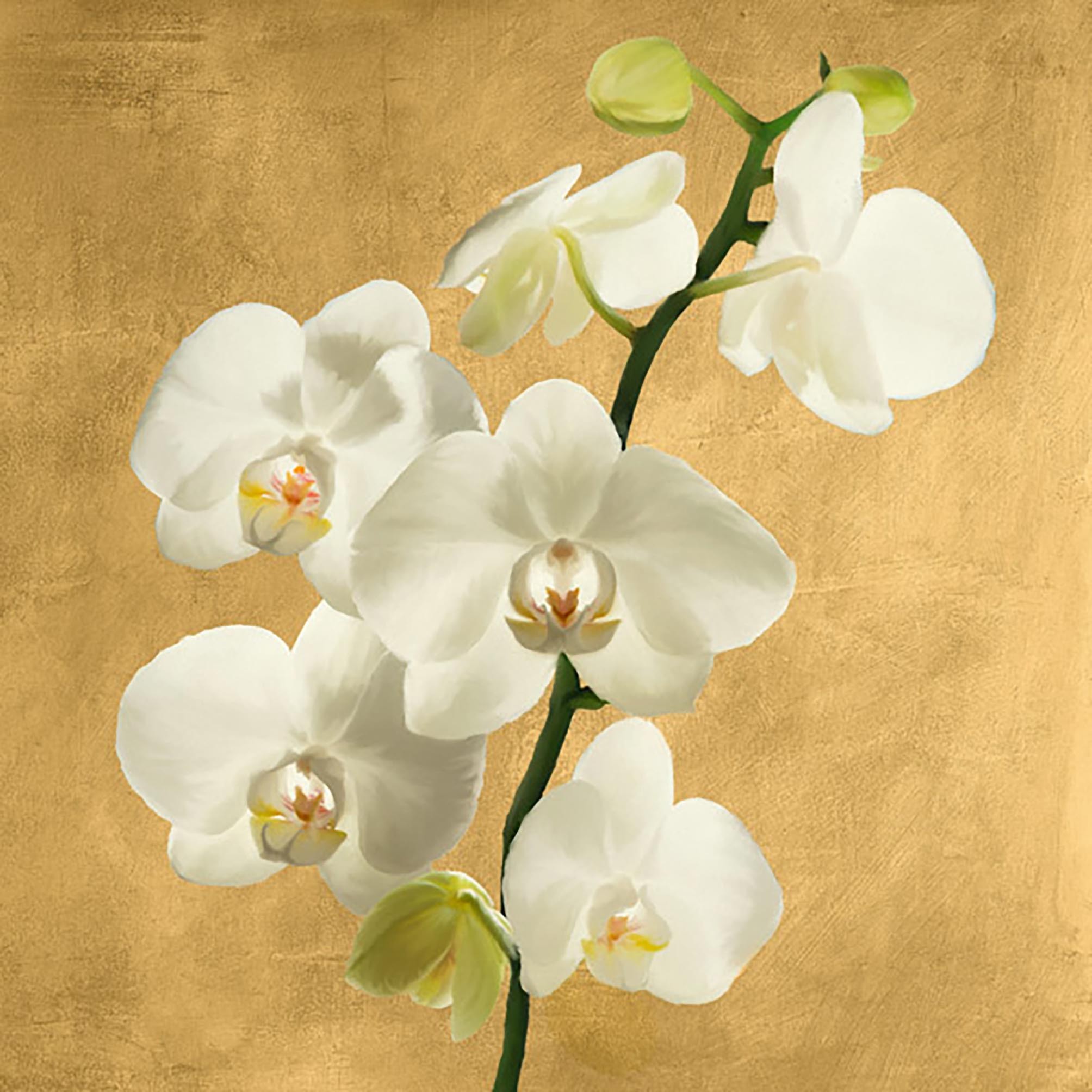 Orquídeas sobre fondo gris II