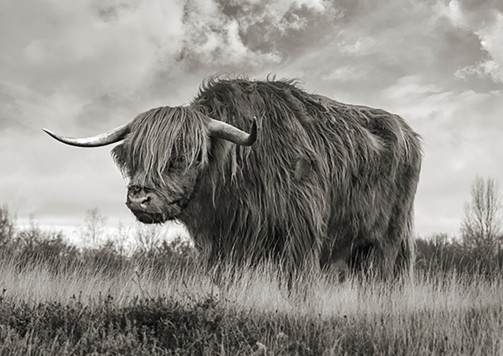 Toro de las Tierras Altas de Escocia (BW)