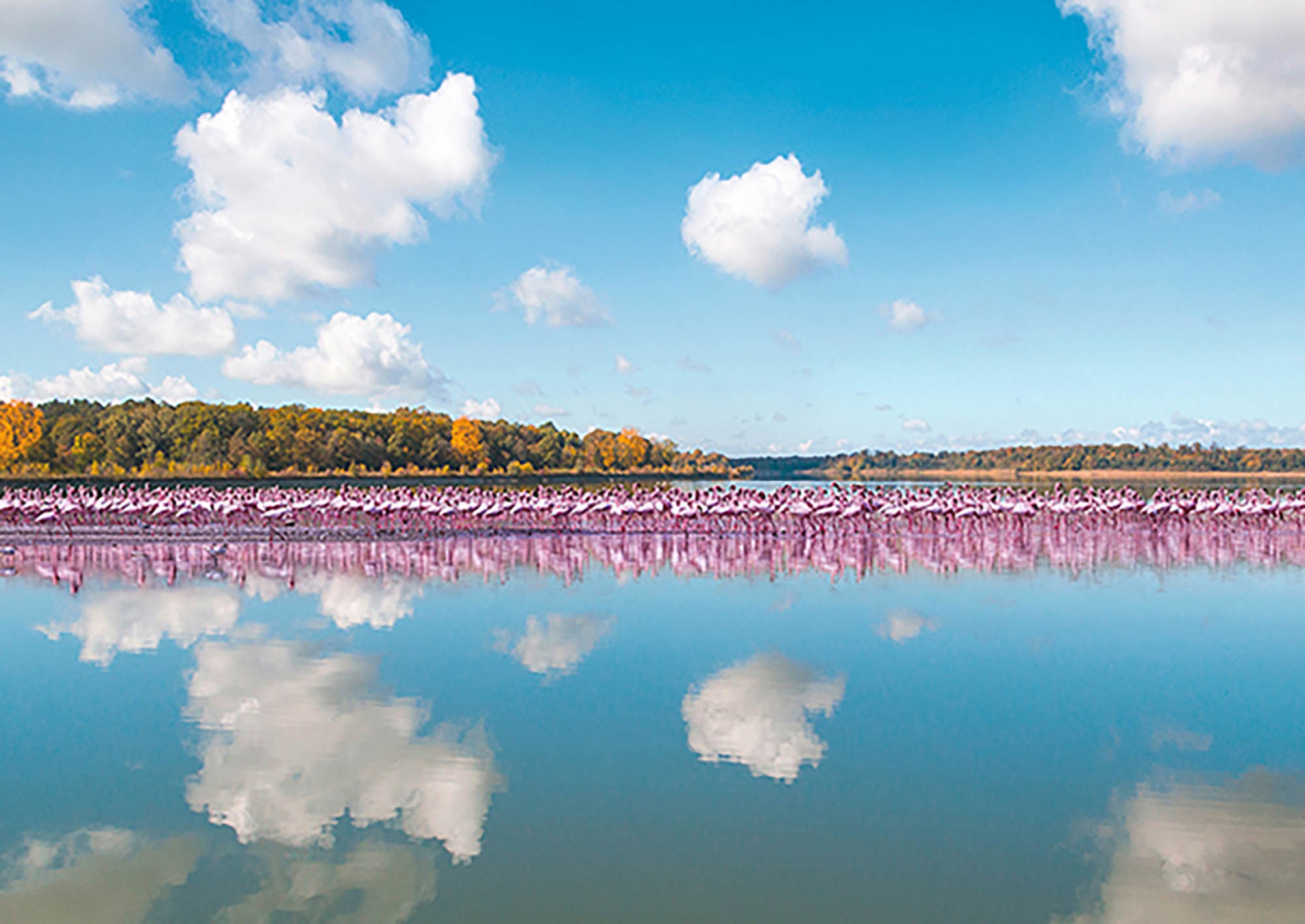 Reflejo de flamencos, Camargue, Francia