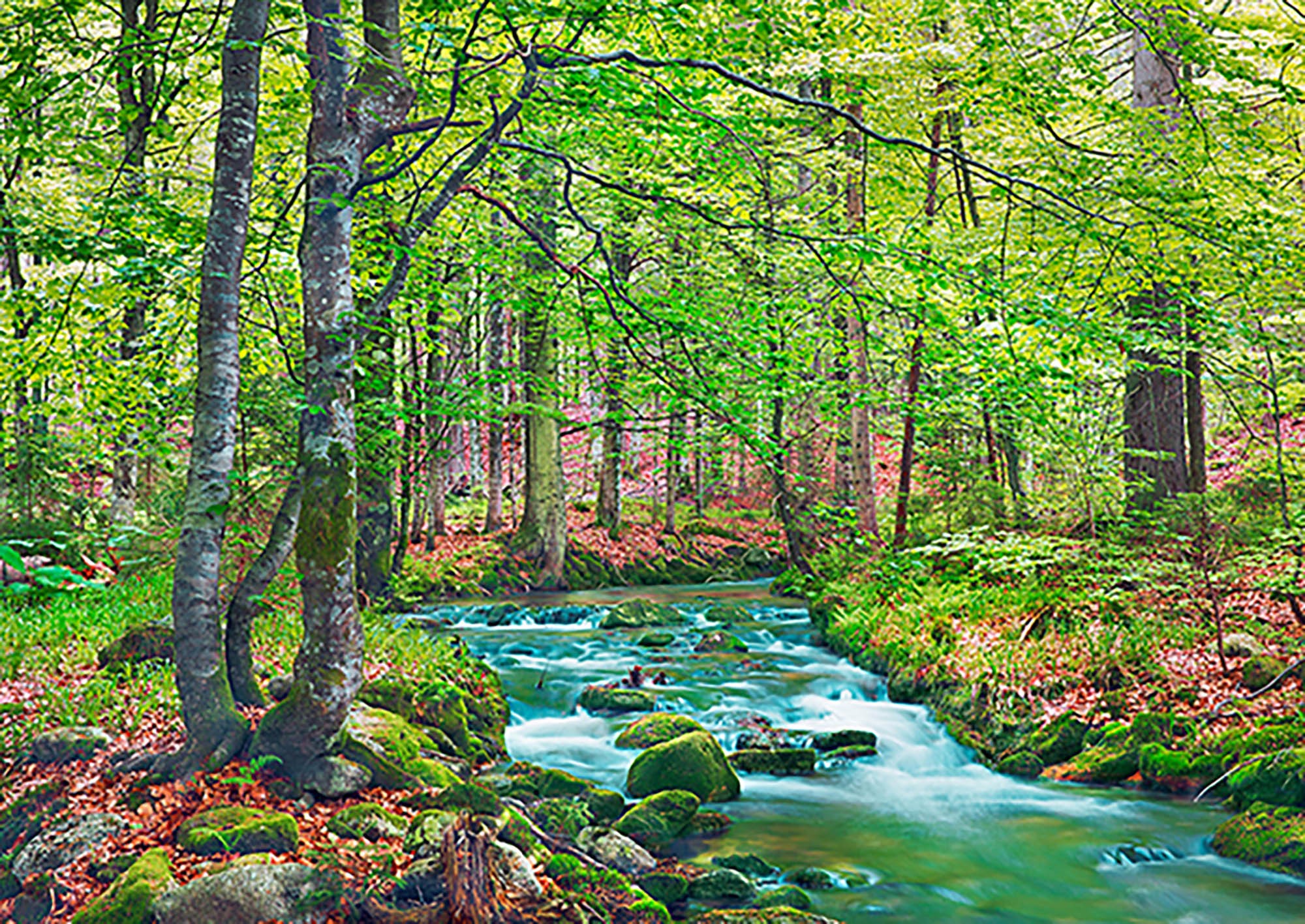Arroyo forestal a través de un bosque de hayas, Baviera, Alemania