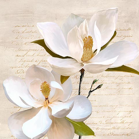 Magnolia marfil II
