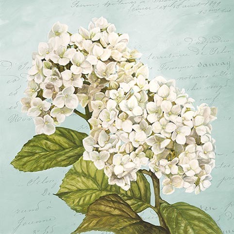 Hortensias III (Neutral)
