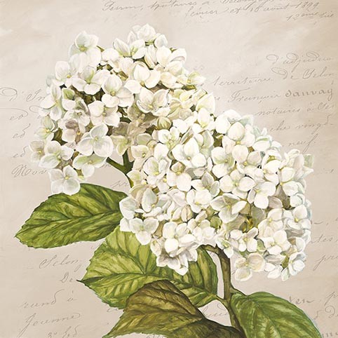 Hortensias III (Neutral)