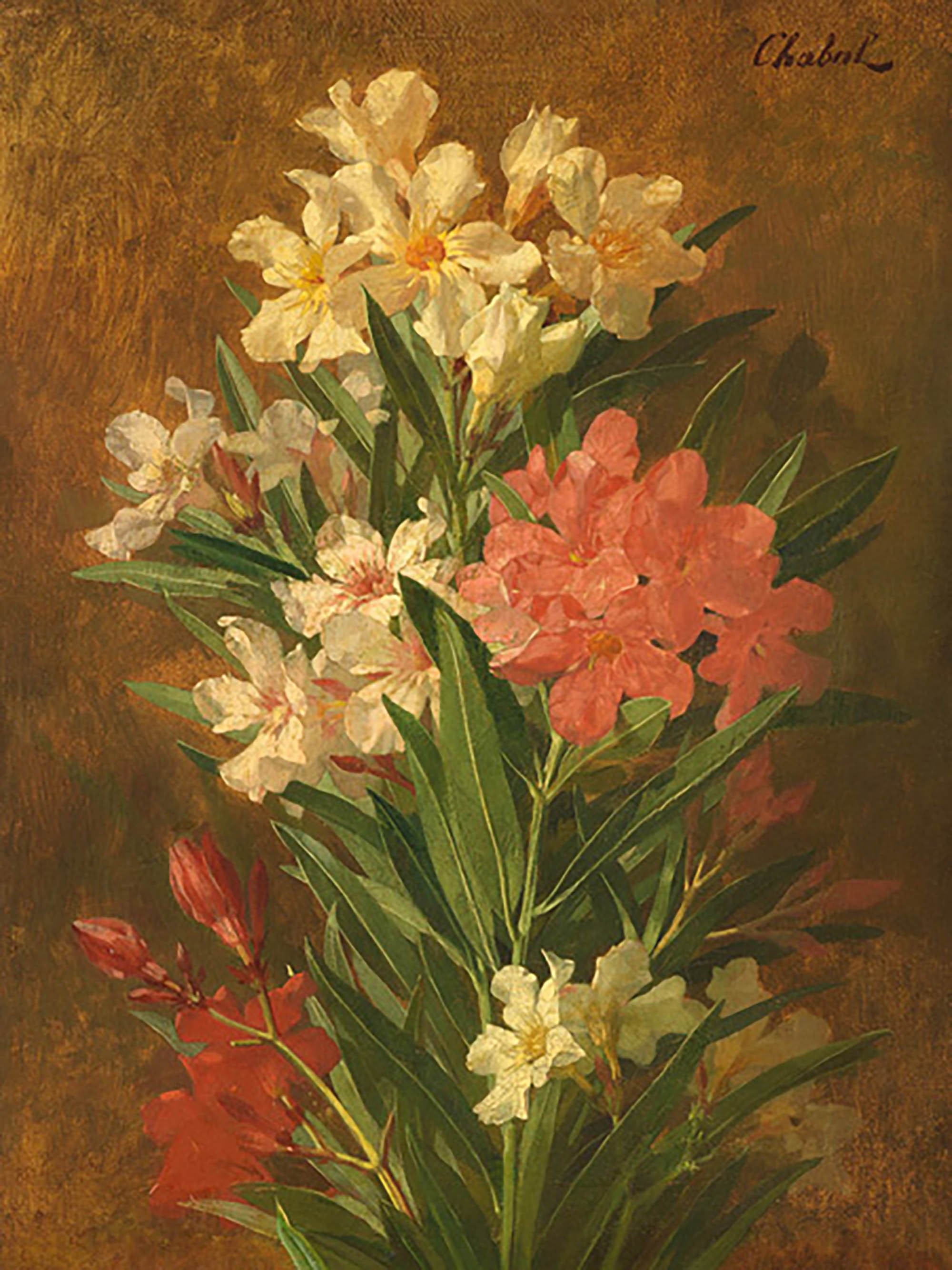 Adelfa azul roja y blanca