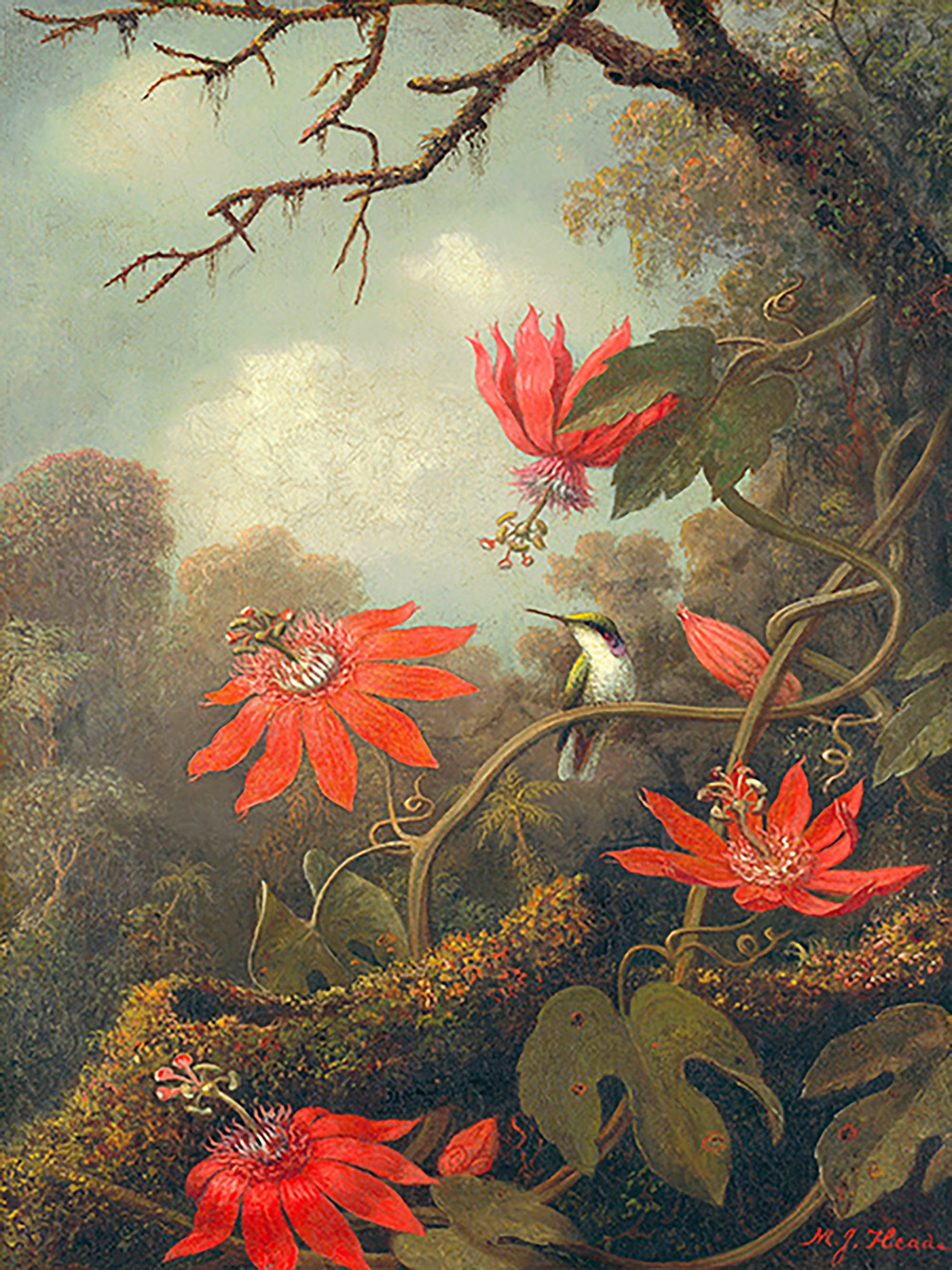 Colibrí y pasionarias