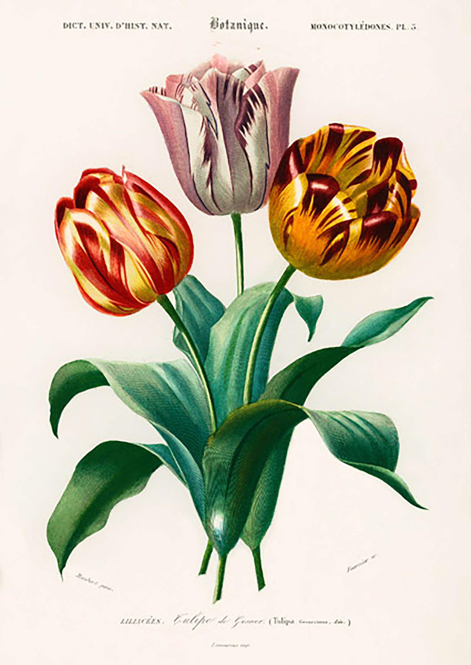 El tulipán de Didier