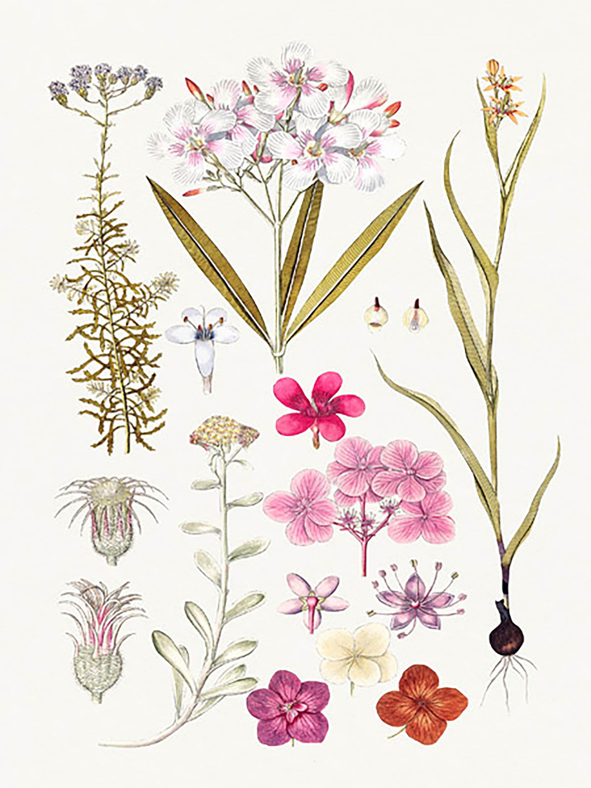 Flores rosas dibujadas a mano