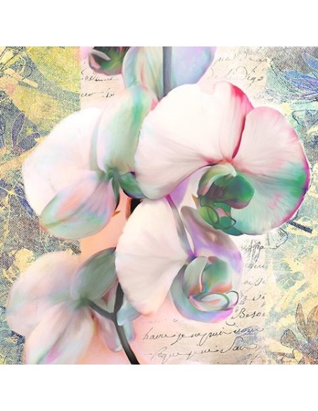 Orquídea caleidoscopio (detalle)