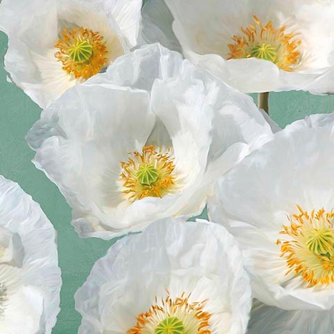 Amapolas en menta II