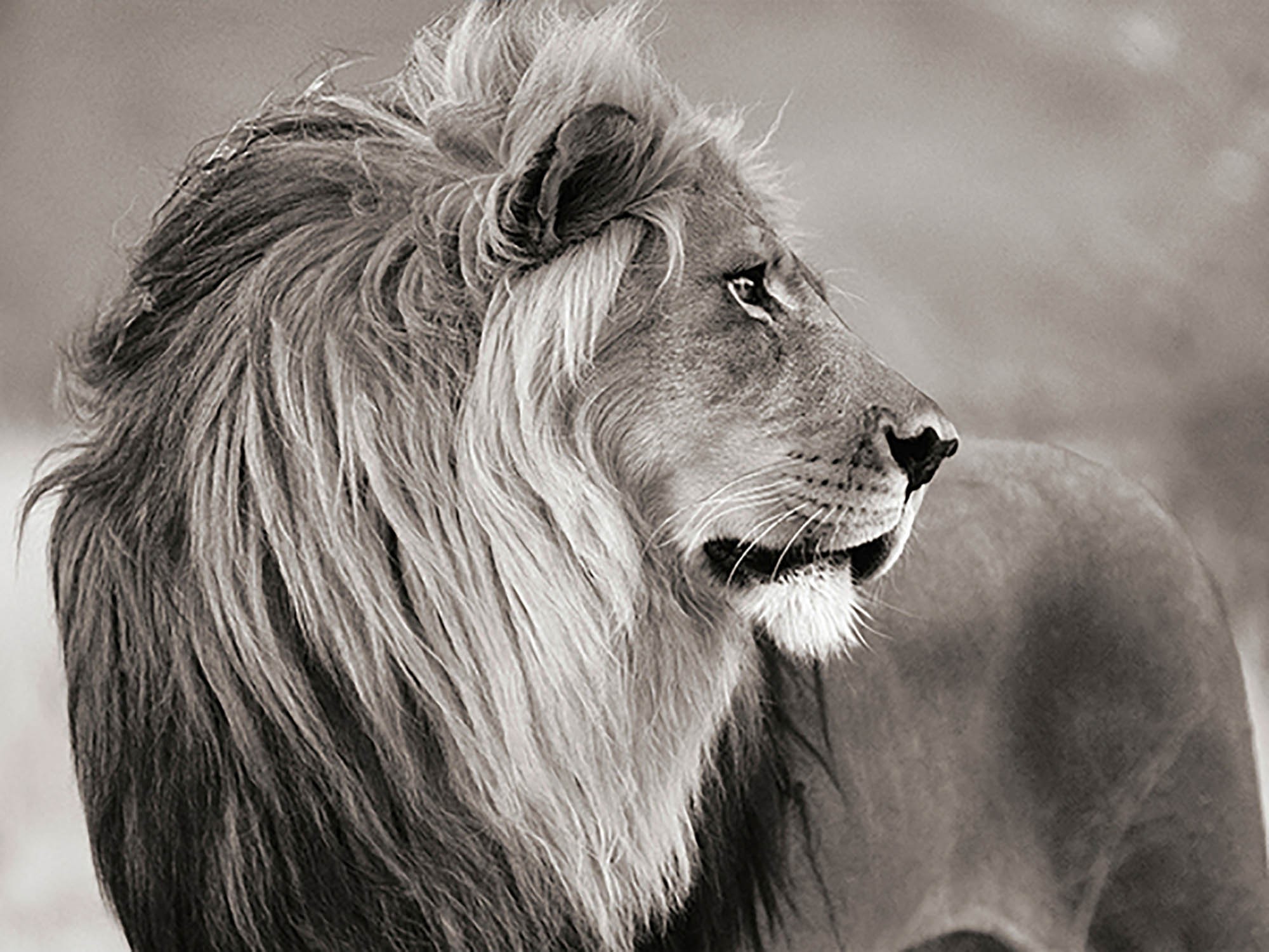 León macho, Namibia (BW)